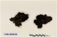 藏品(柔枝澤苔)的圖片